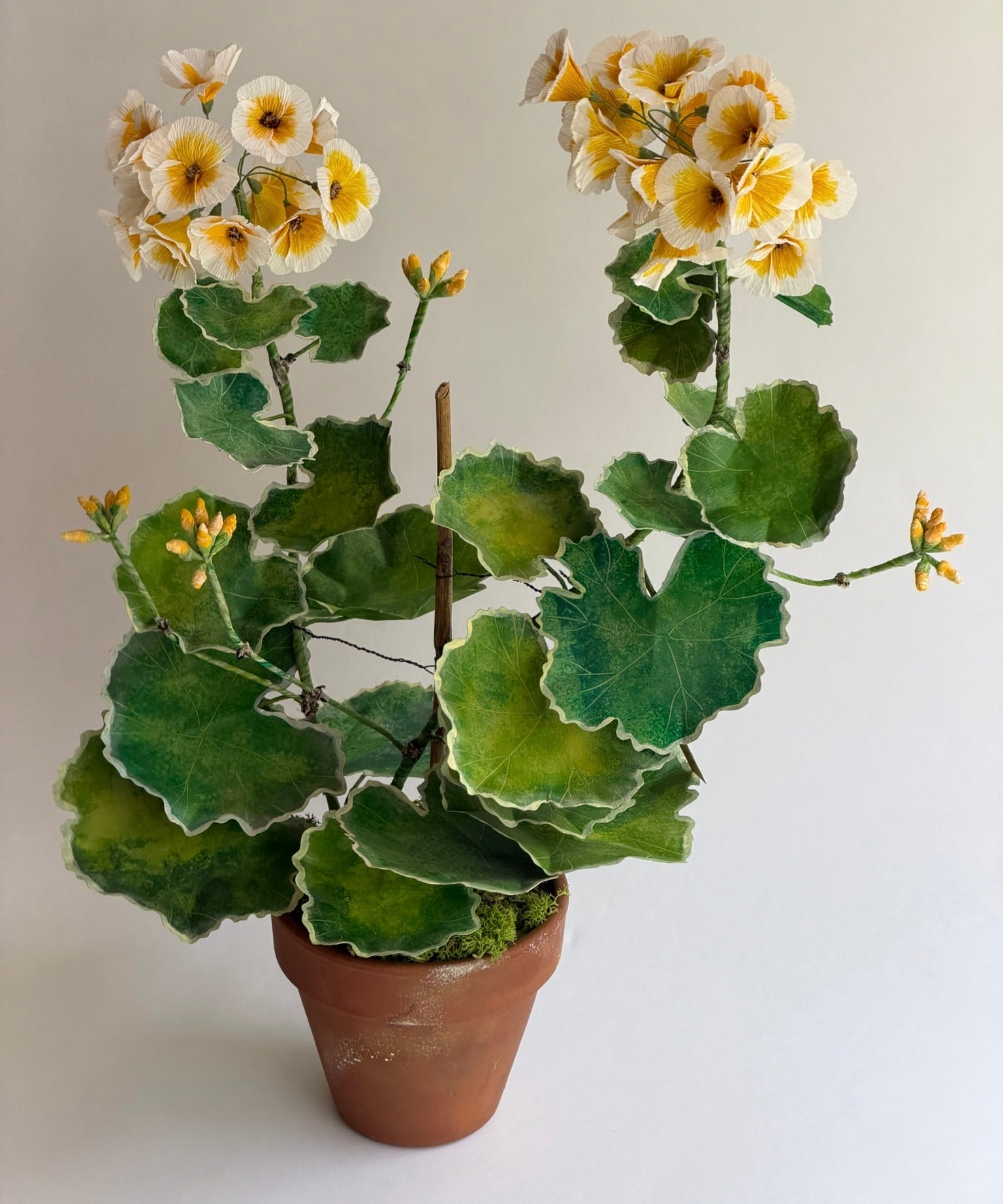 Paper flower 'Yellow Pelargonium'