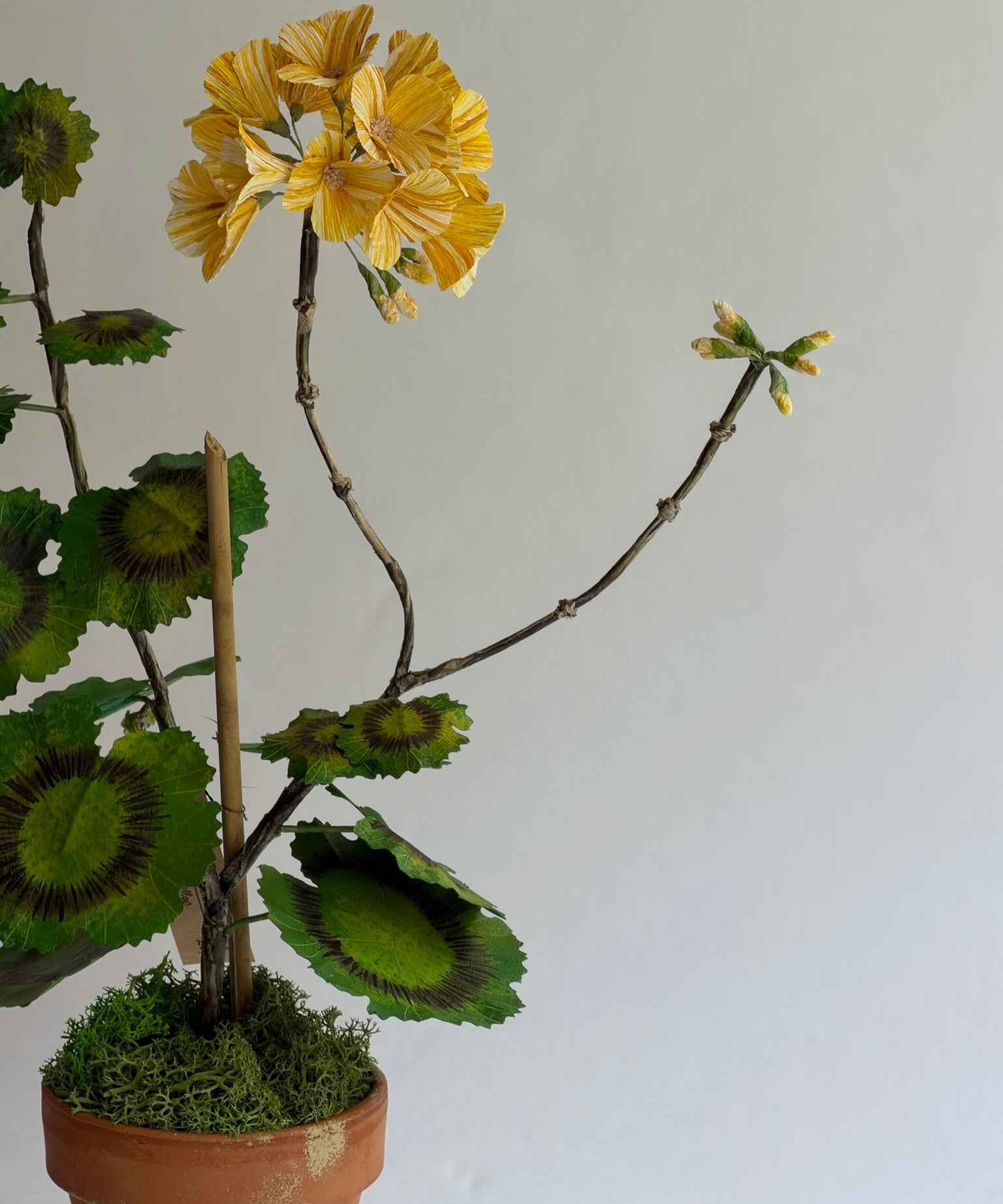 Paper flower 'Yellow Pelargonium Piccolo'
