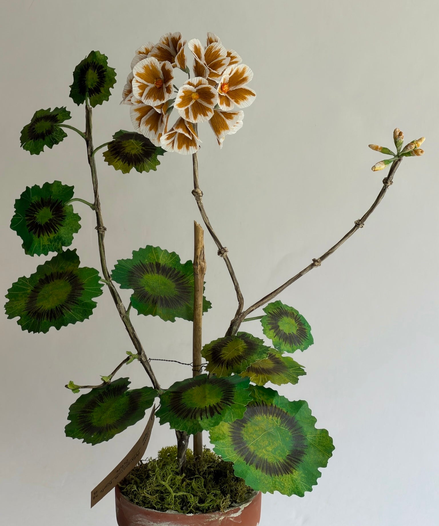 Paper flower 'Ochre Pelargonium Piccolo'