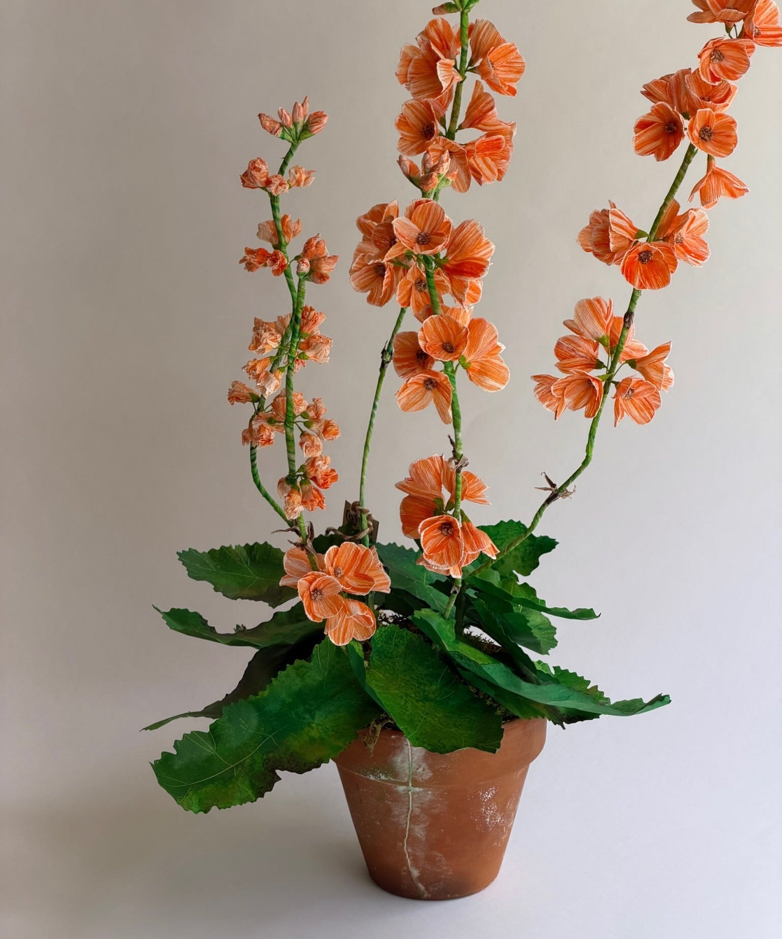Paper flower 'Orange Primrose Japonica'