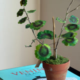 Paper flower 'Yellow Pelargonium Piccolo'