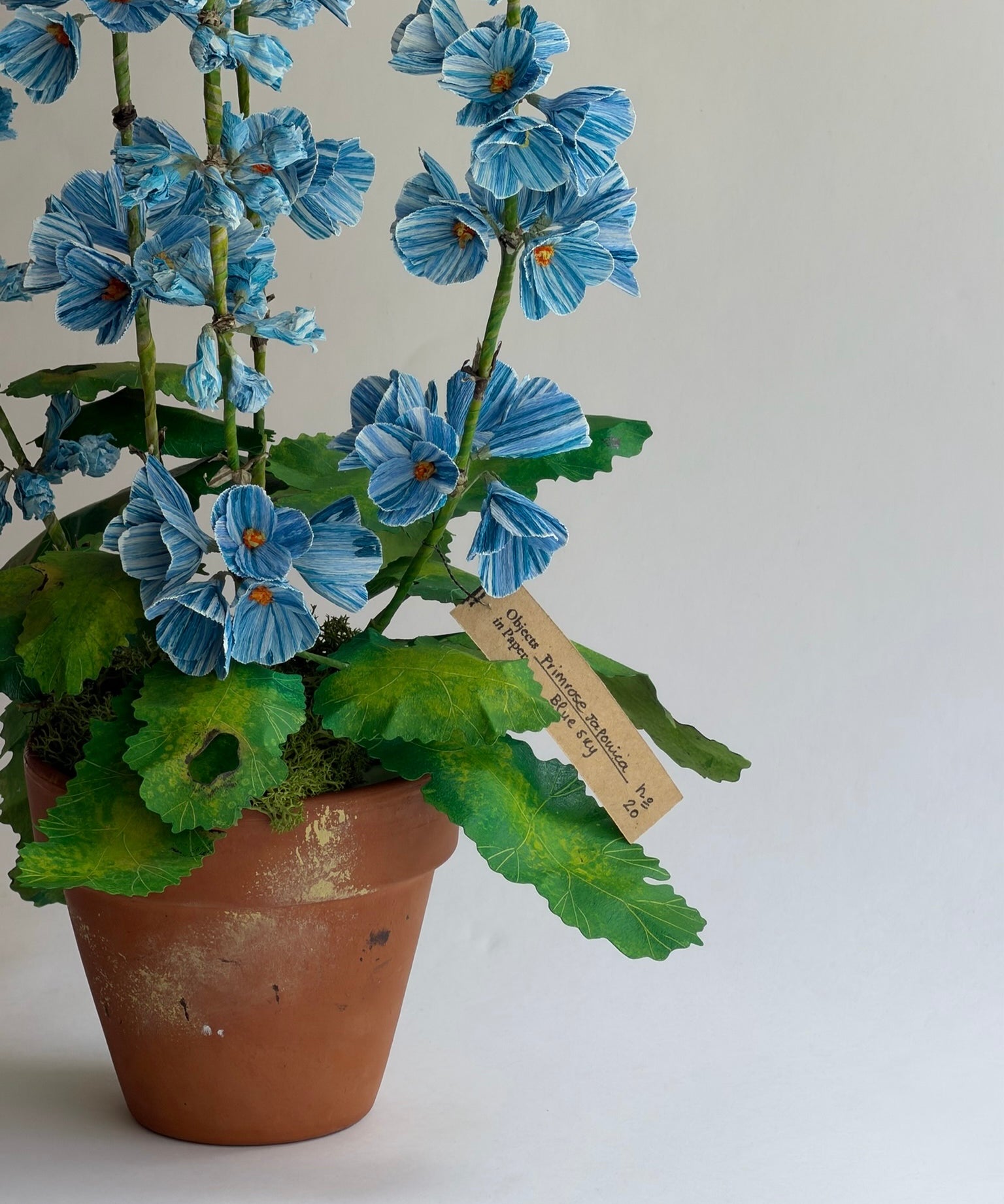 Paper flower 'Blue Primrose Japonica'