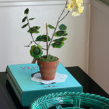 Paper flower 'Yellow Pelargonium Piccolo'