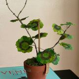 Paper flower 'Lilac Pelargonium Piccolo'