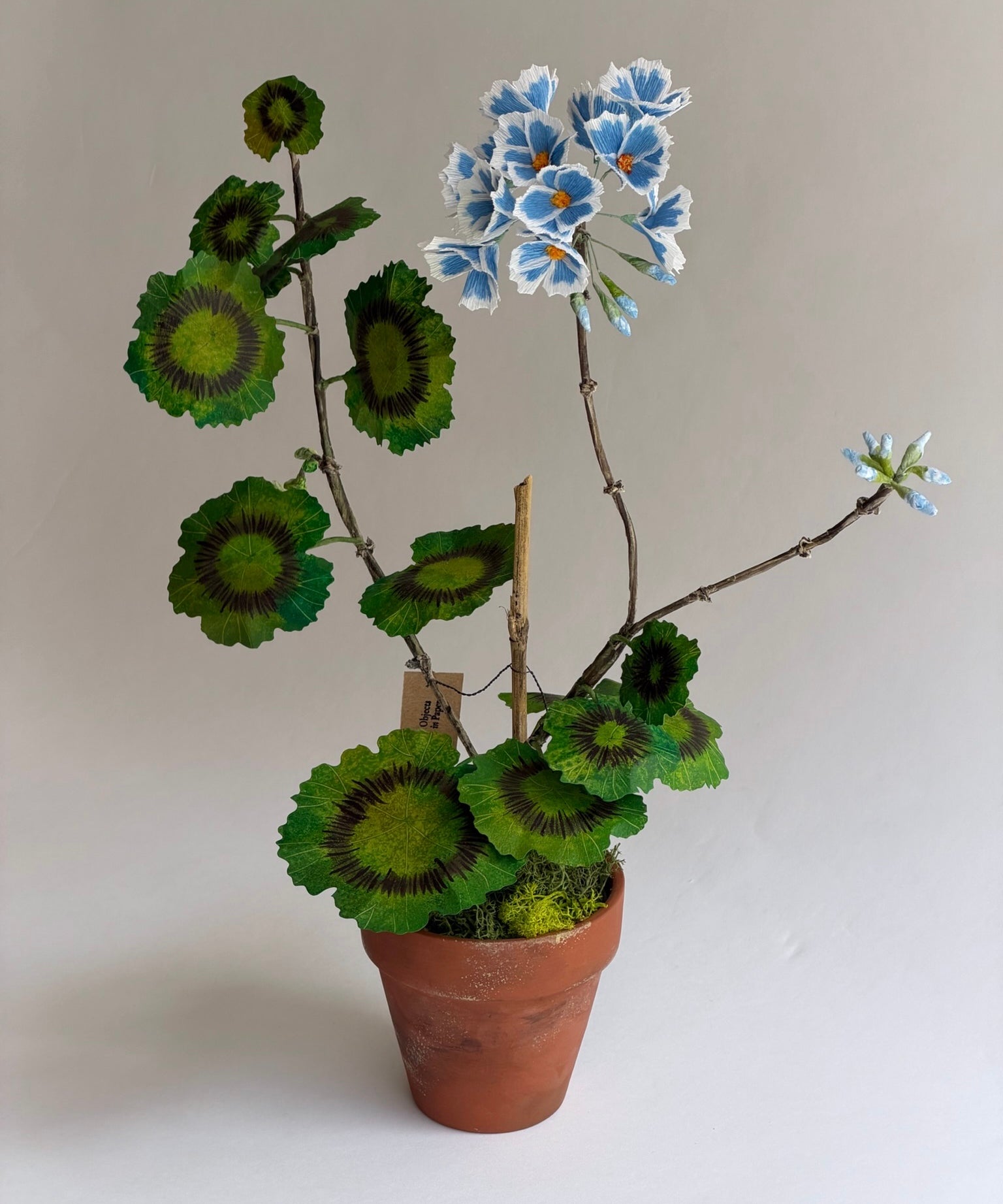 Paper flower 'Blue sky Pelargonium Piccolo'