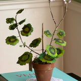 Paper flower 'Pink Pelargonium Piccolo'