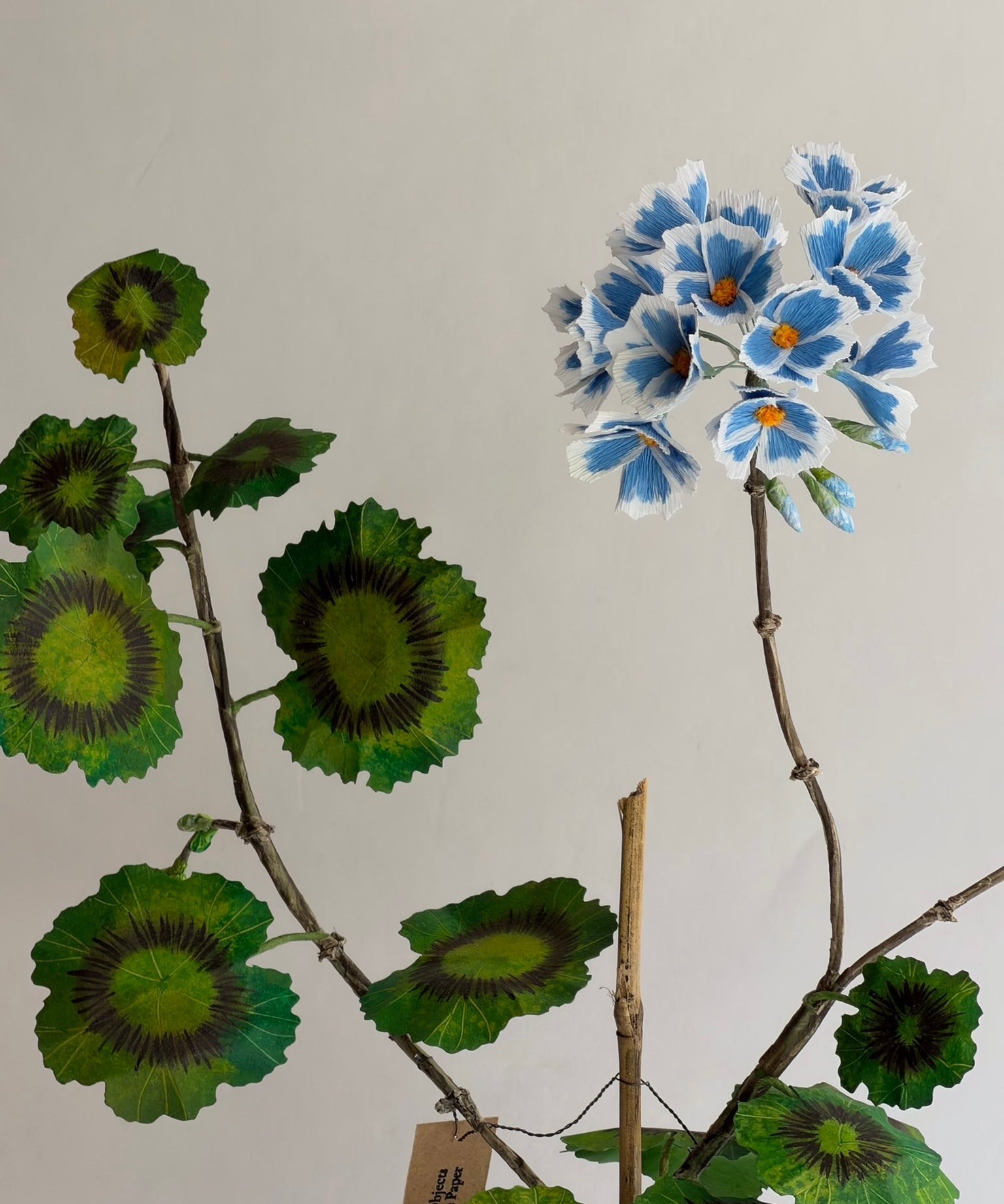 Paper flower 'Blue sky Pelargonium Piccolo'