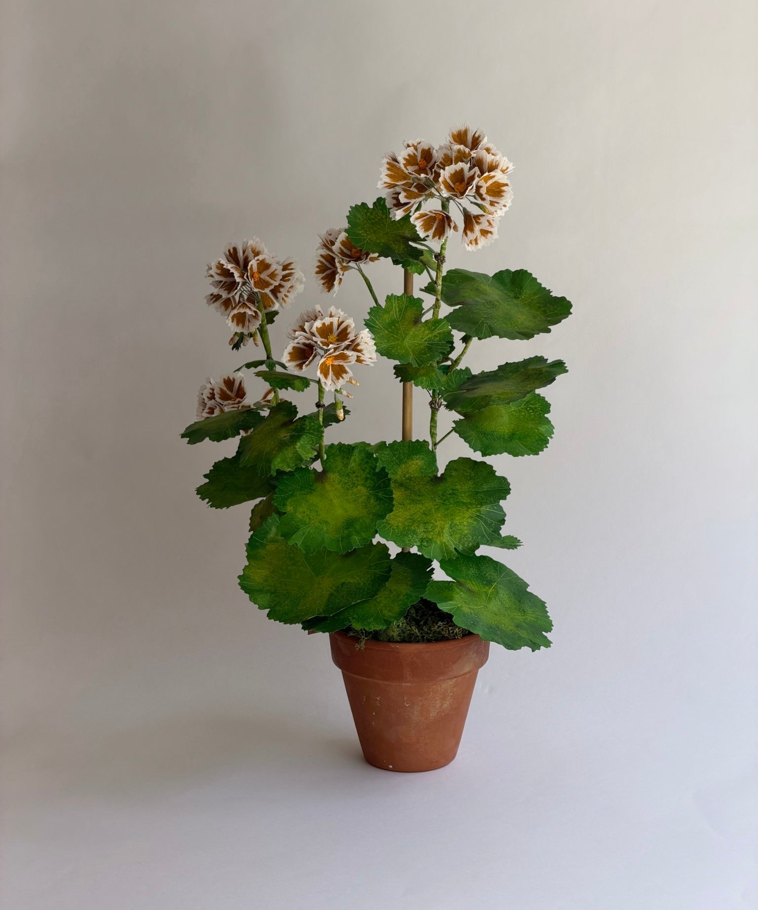 Paper flower 'Ochre Pelargonium'