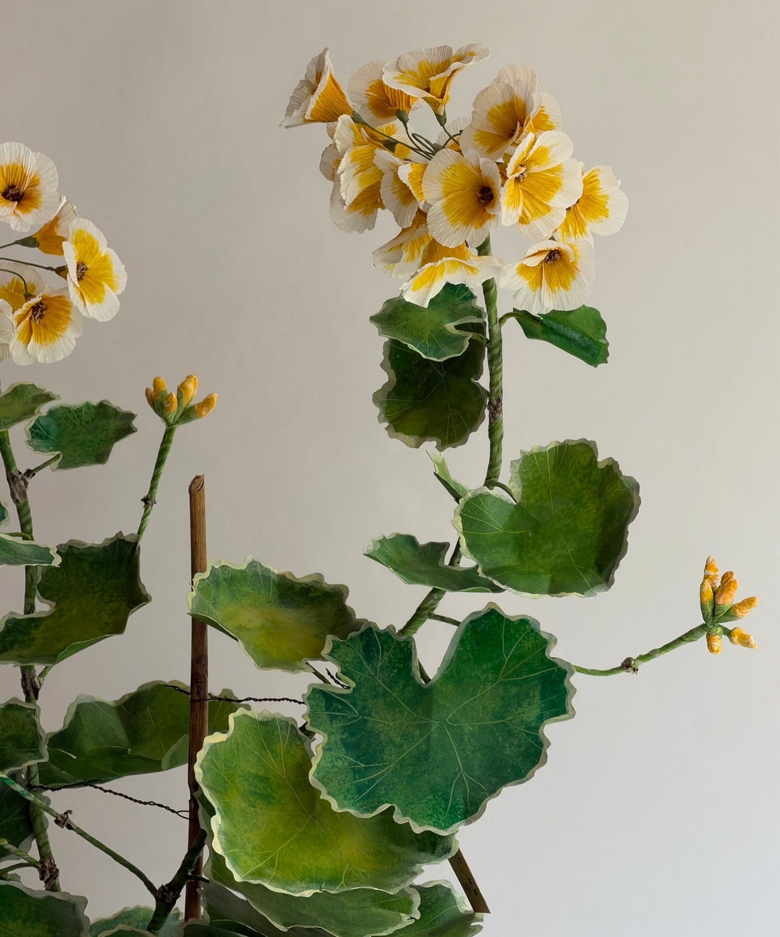 Paper flower 'Yellow Pelargonium'